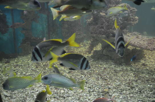 Image of Porkfish