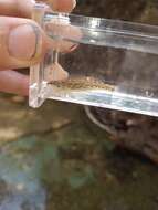 Image of Headwater Darter