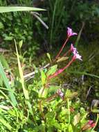 Image of Hornemann's Willowherb