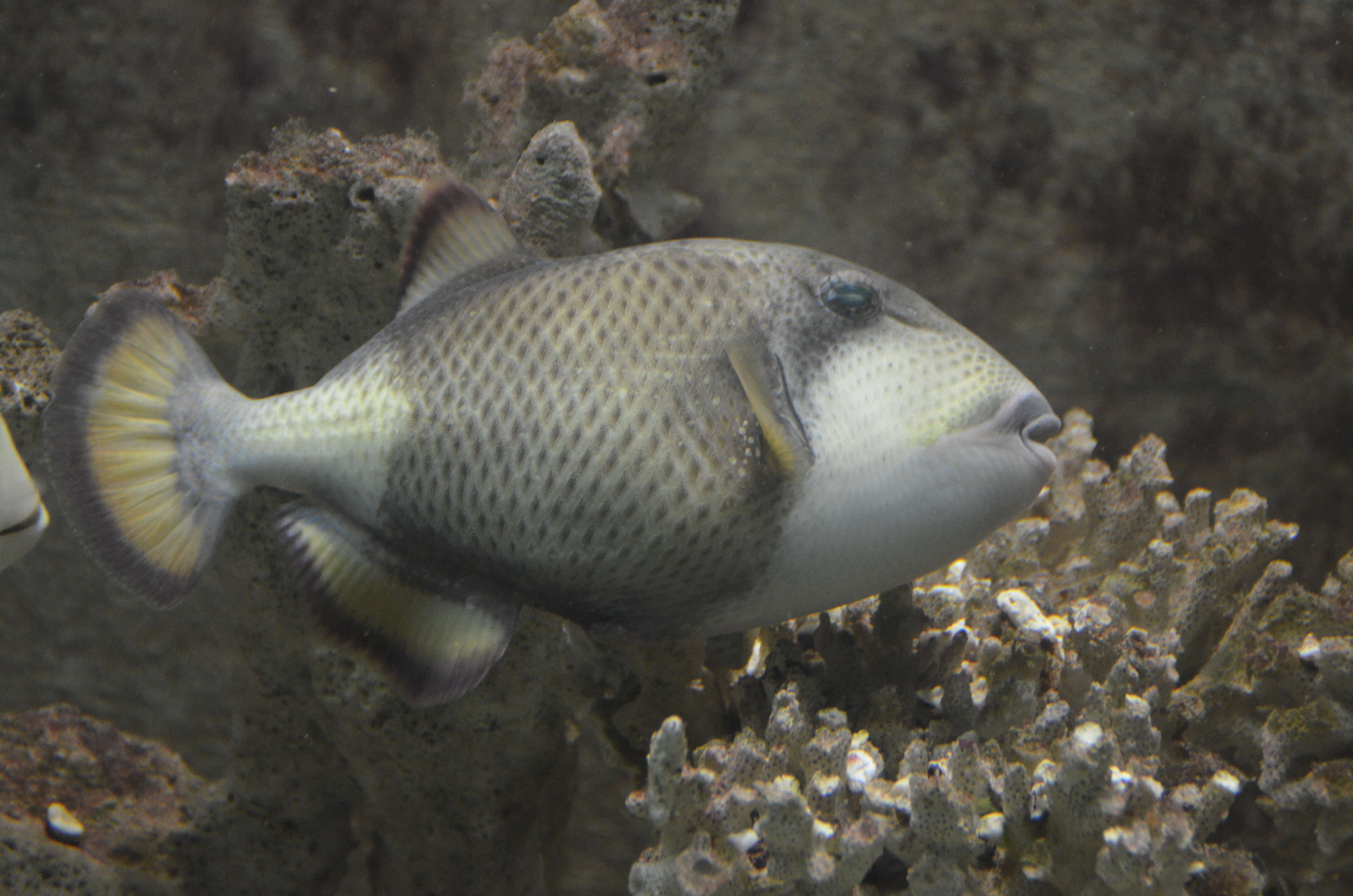 Image of Titan triggerfish