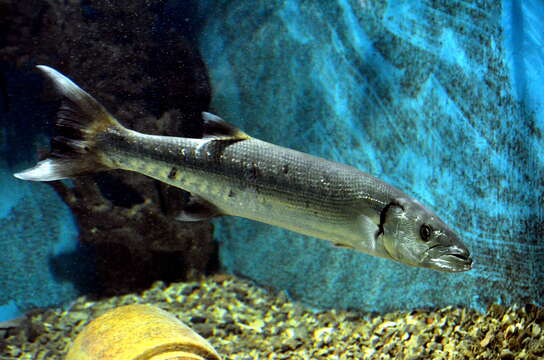 Image of barracudas