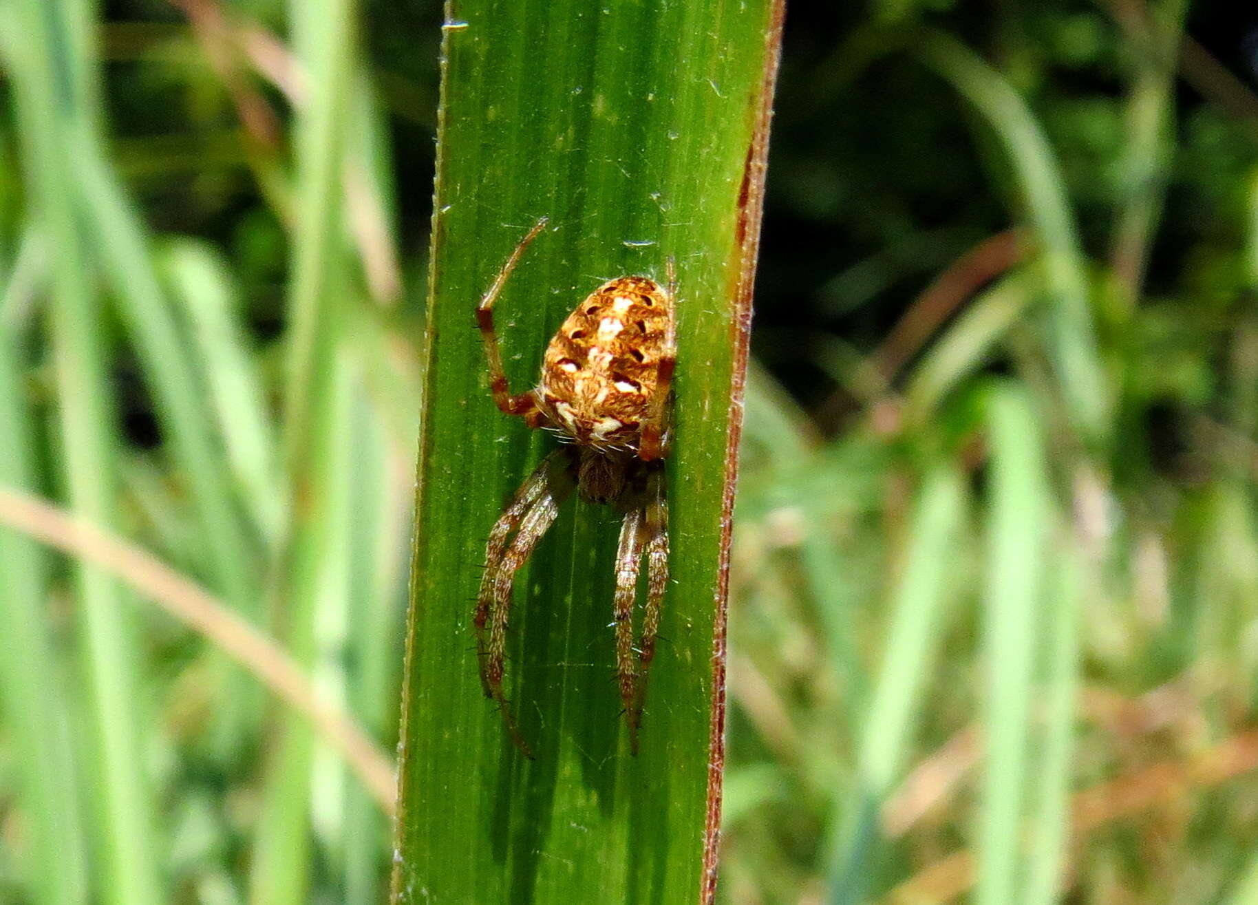 Image of Arabesque Orbweaver