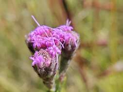 Carphephorus pseudoliatris Cass.的圖片