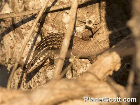 صورة Trachylepis aureopunctata (Grandidier 1867)