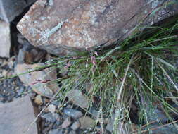 Image of Tufted Hair-grass