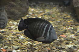 Image of Desjardin's Sailfin Tang