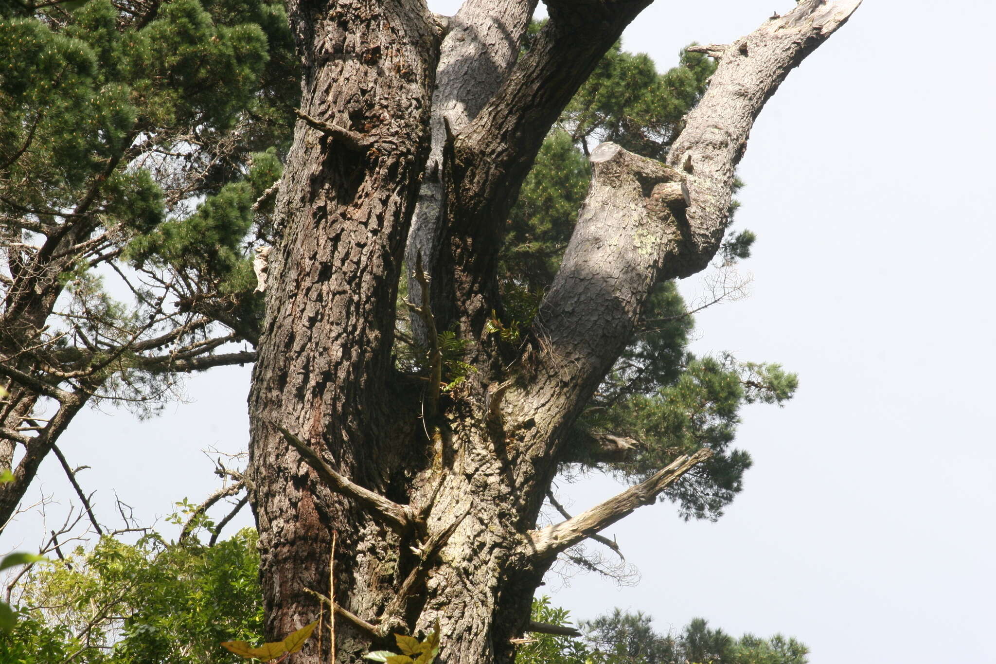 Image of New Zealand Falcon