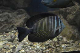 Image of Desjardin's Sailfin Tang