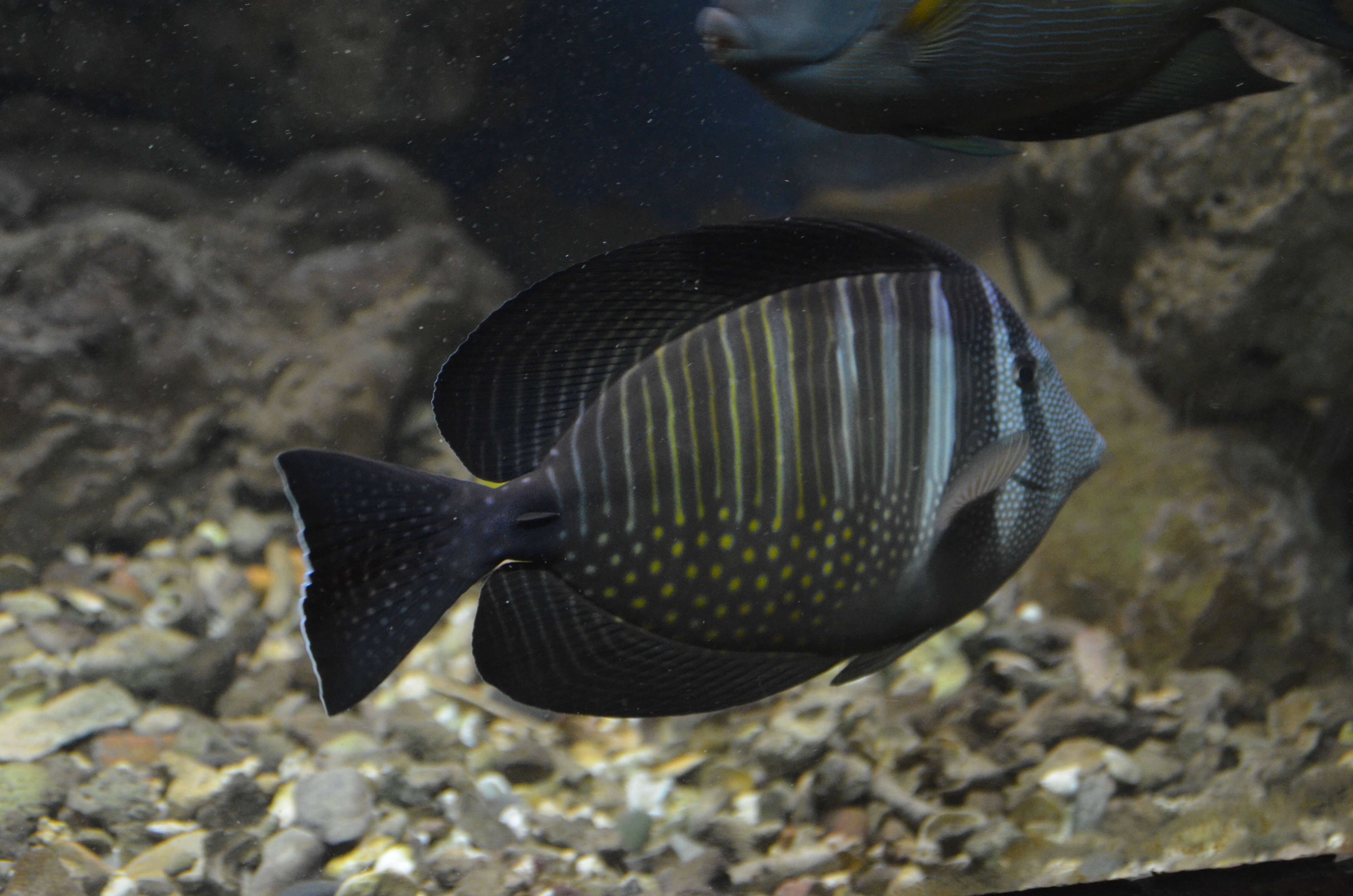 Image of Desjardin's Sailfin Tang