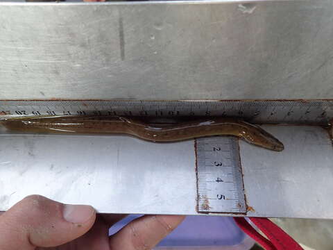 Image of Giant Long-finned Eel