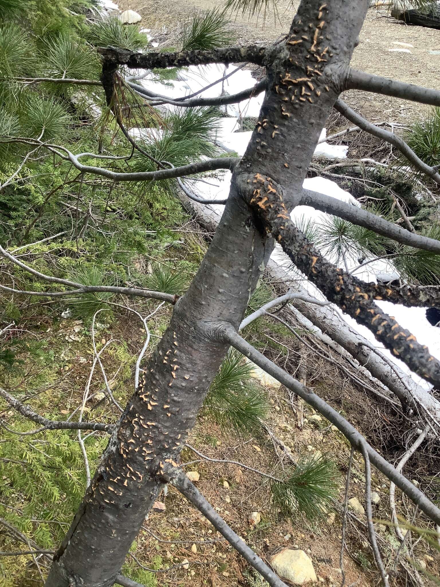 Image of White-pine blister rust