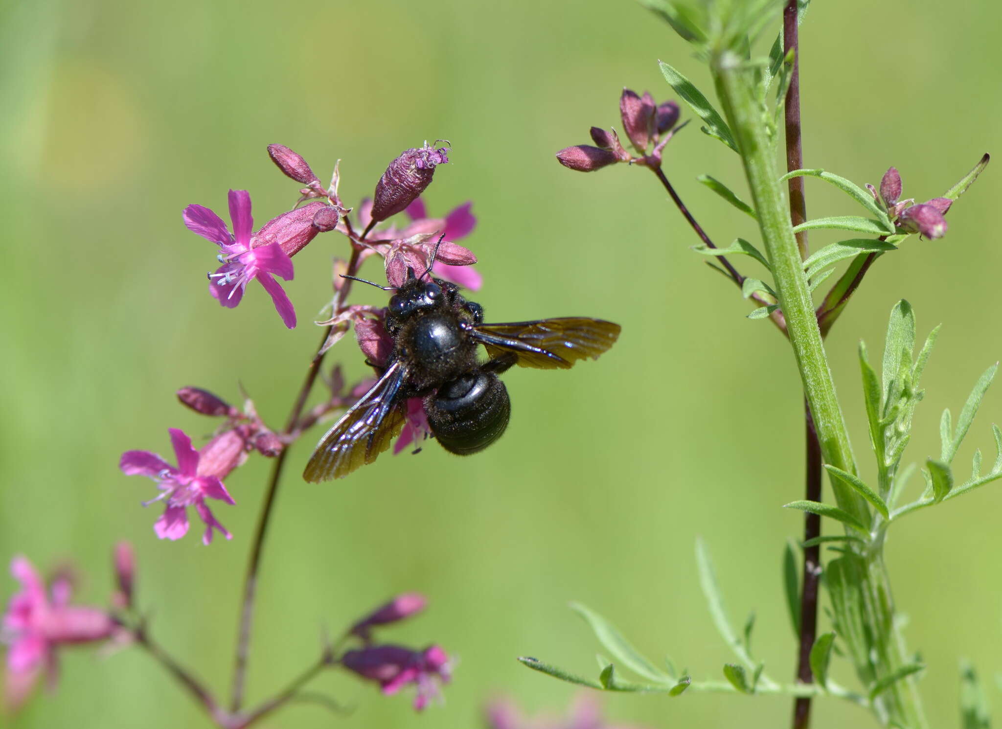 Plancia ëd Xylocopa valga Gerstäcker 1872