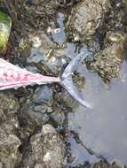 Image of Longtail Tuna