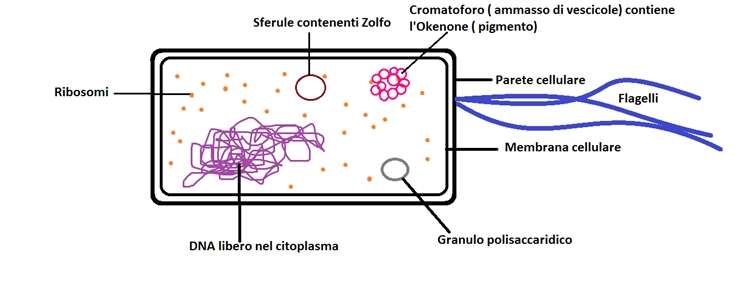 Image of Bacteria