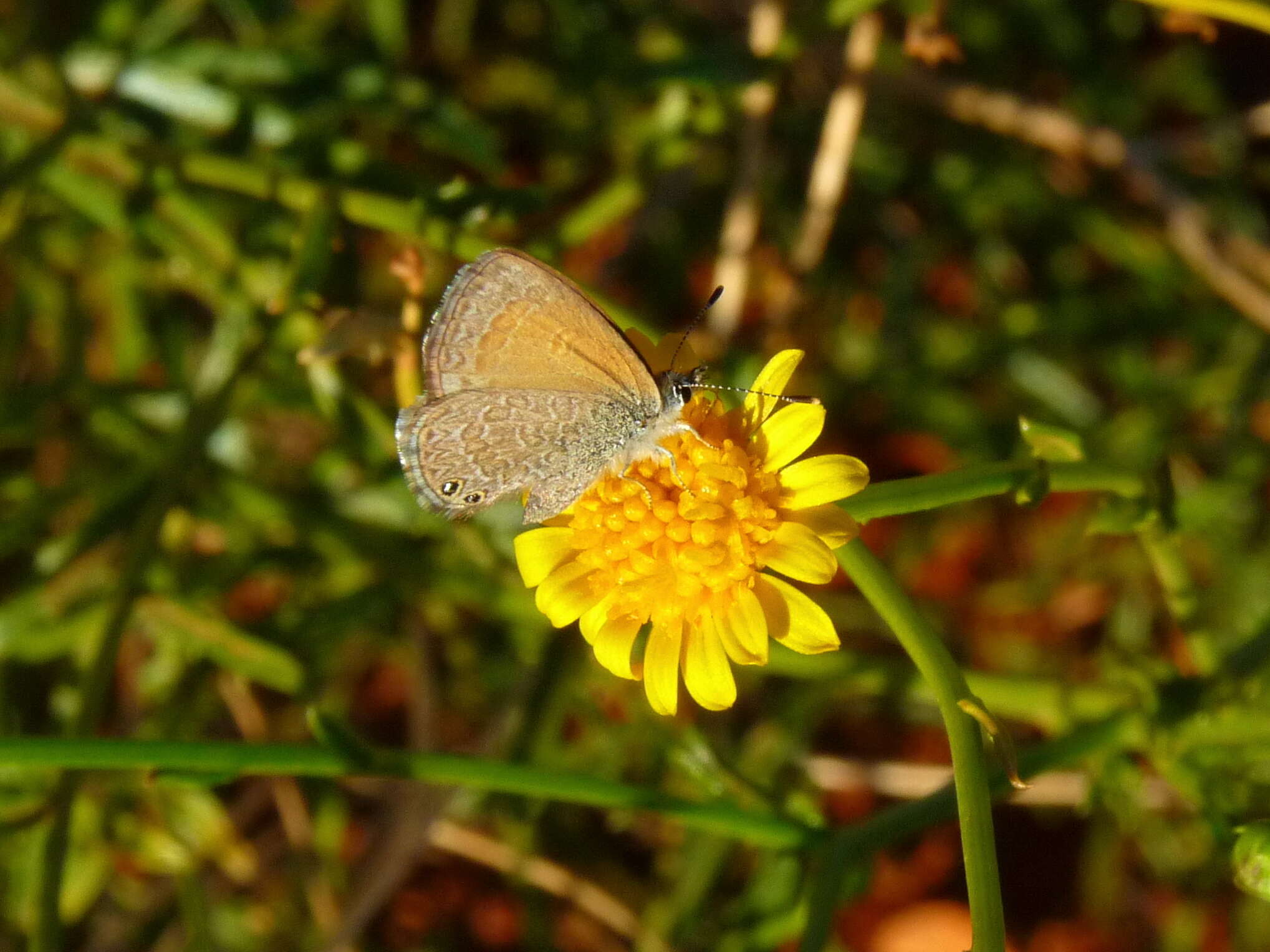 Nacaduba biocellata (Felder & Felder 1865) resmi