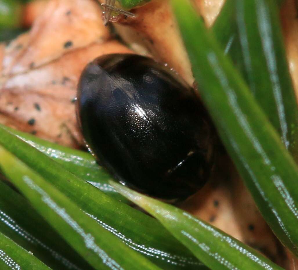 Image of hieroglyphic ladybird