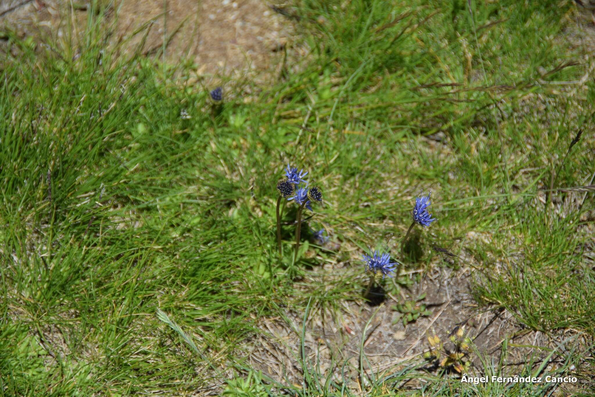 Jasione laevis subsp. carpetana (Boiss. & Reut.) Rivas Mart.的圖片