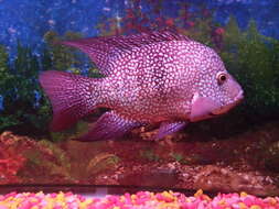 Image of Rio Grande Cichlid