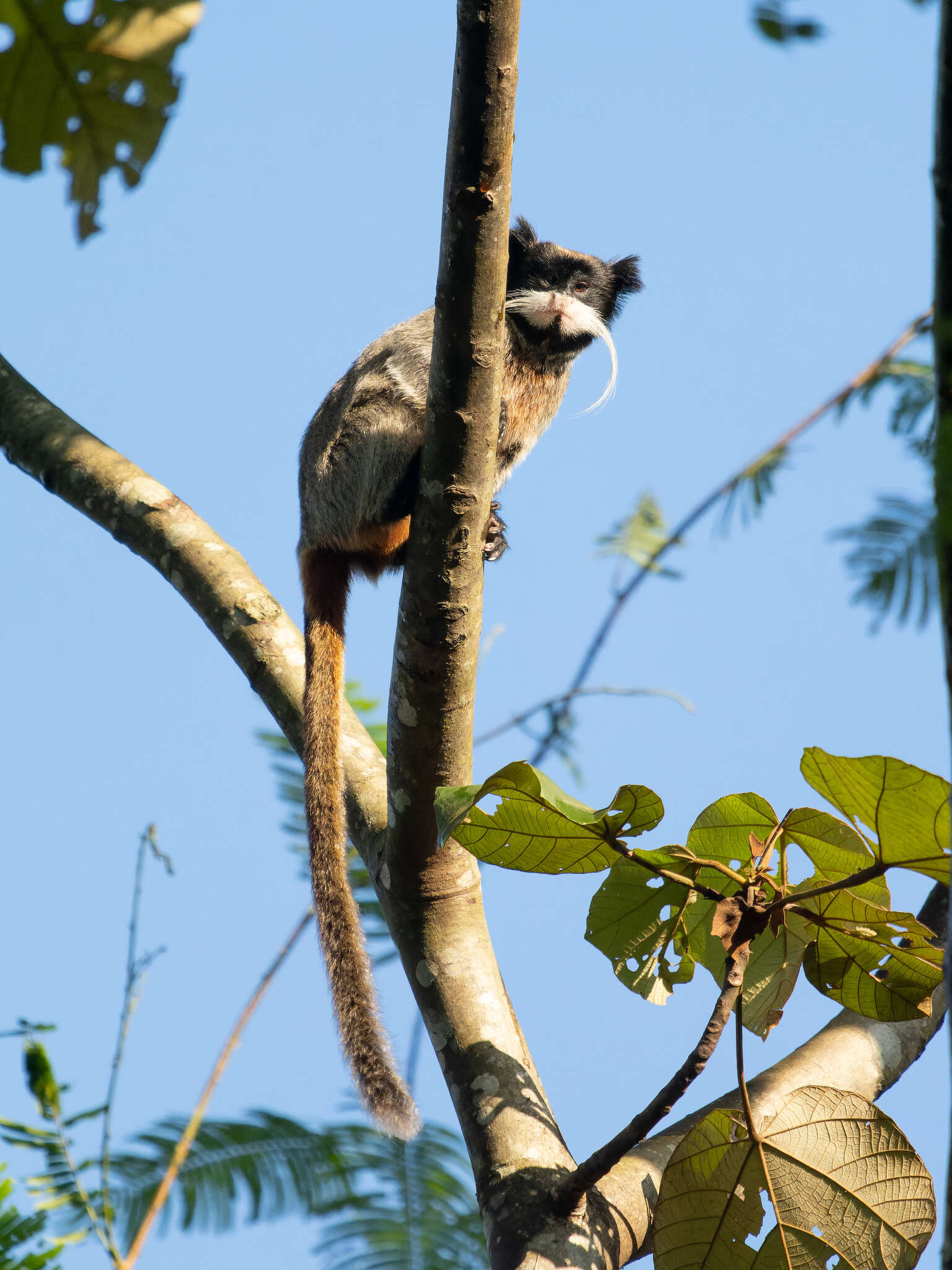 Image of Black-chinned Emperor Tamarin