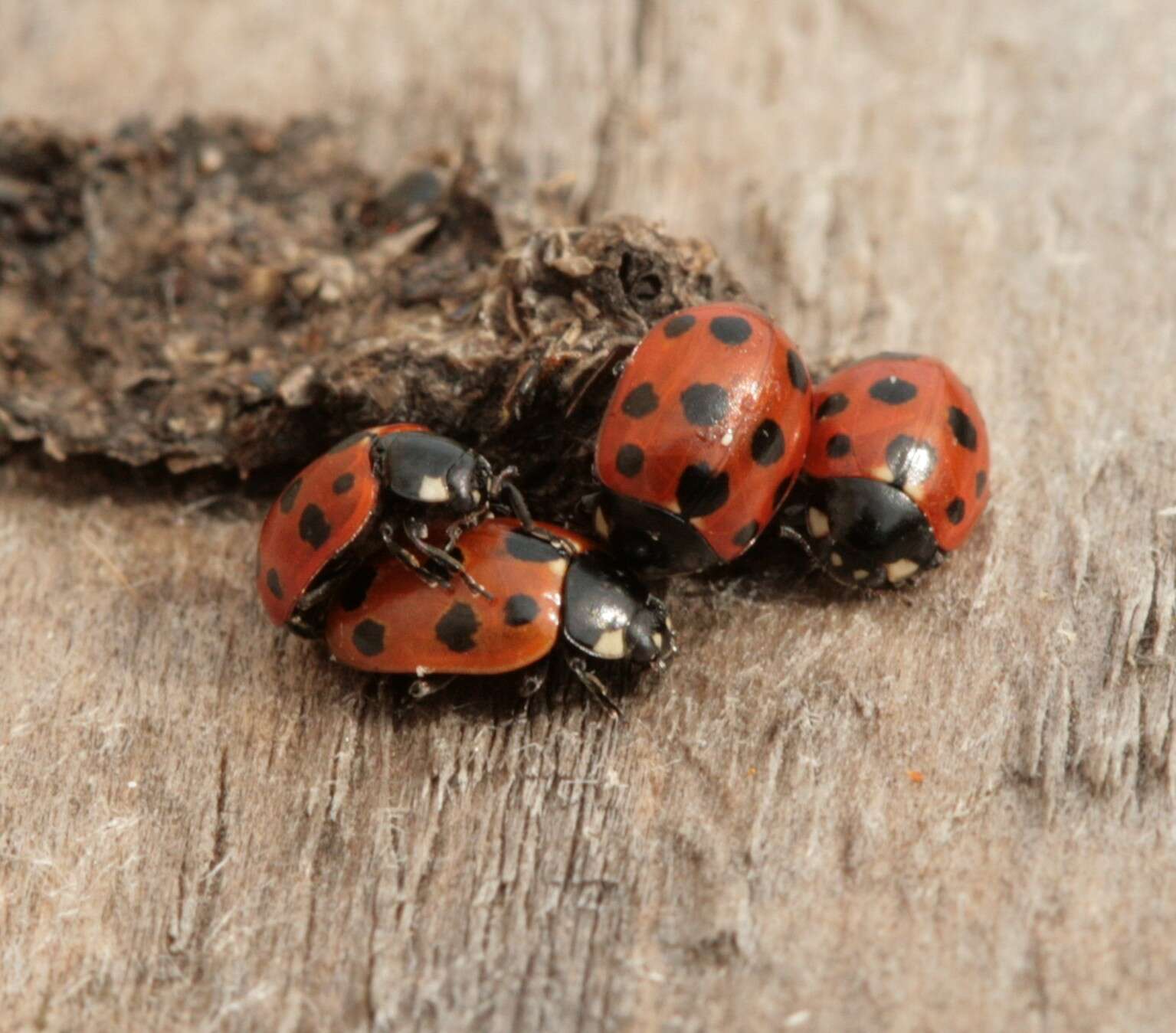 Image of 11-spot ladybird