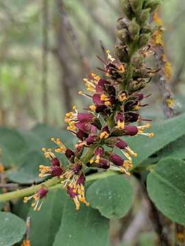 Image of California Indigobush