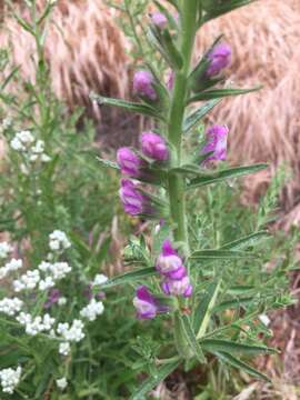 Sivun Antirrhinum thompsonii D. J. Keil kuva