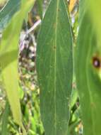 Image of Smithton peppermint gum