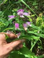 Image of Small's beardtongue