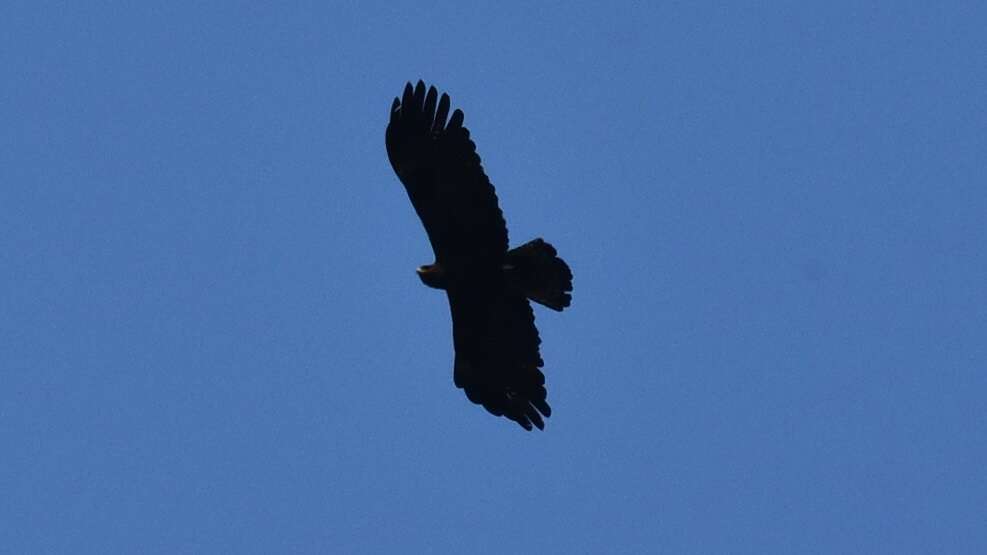 Image of Asian Black Eagle