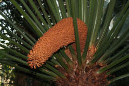 Image of Crozier cycas