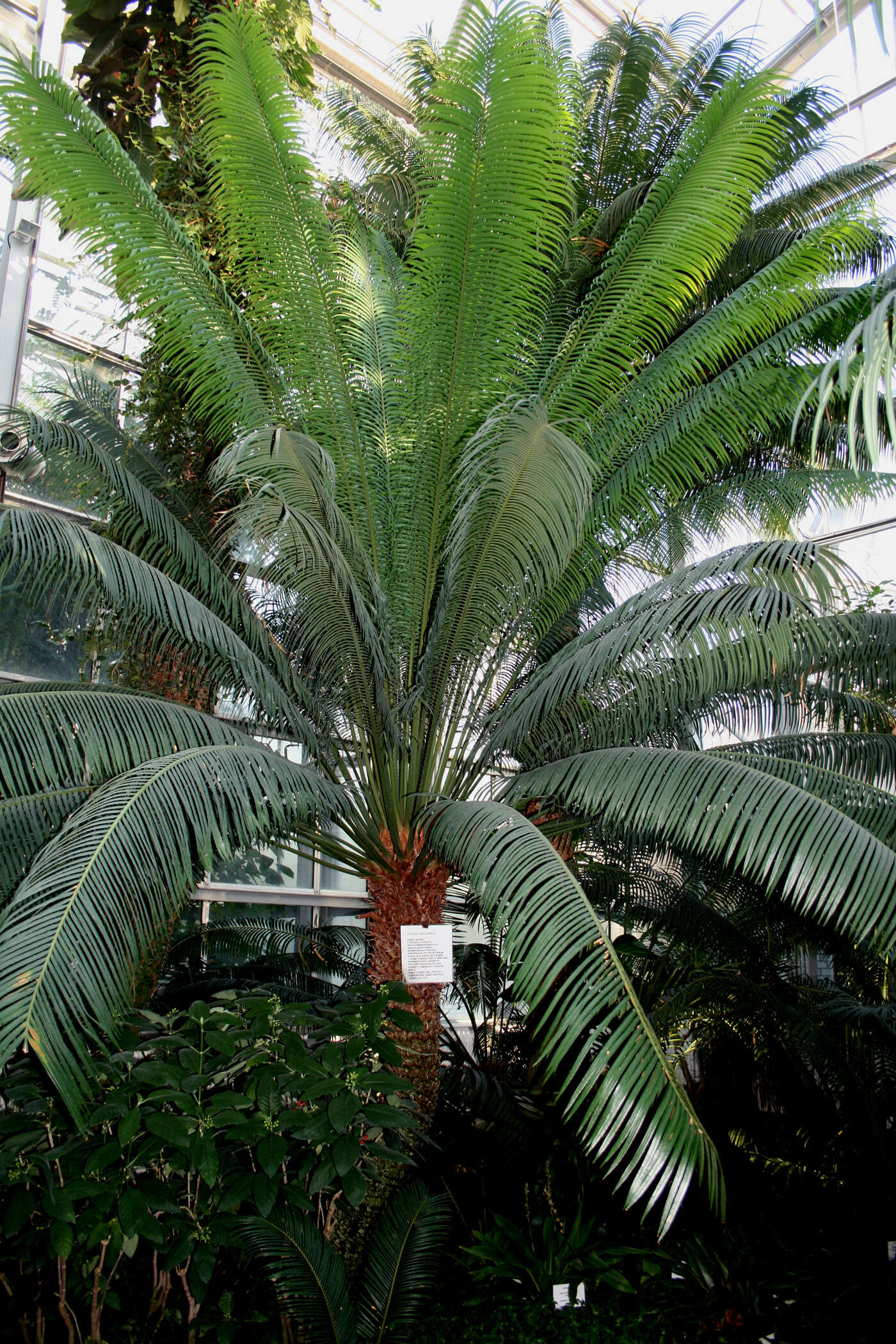 Image of Crozier cycas