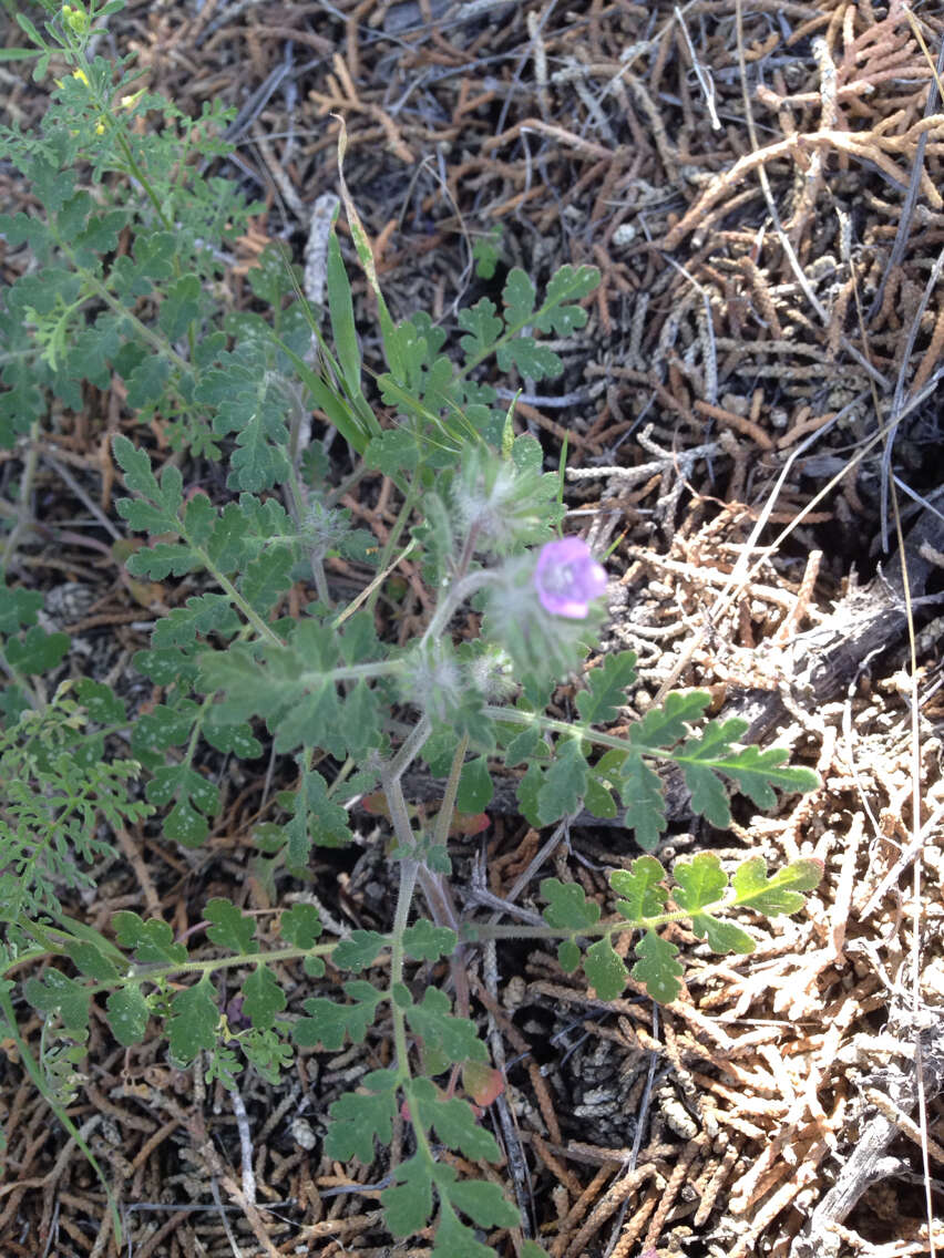 Image of hiddenflower phacelia