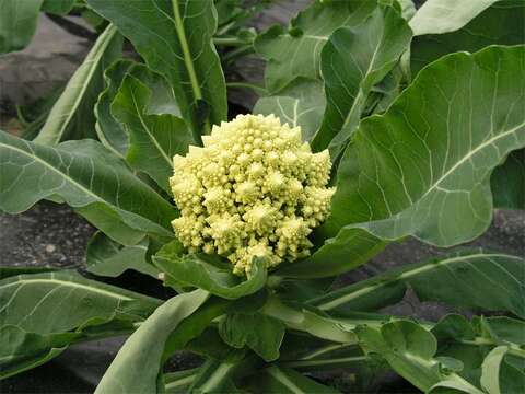 Image of white cabbage