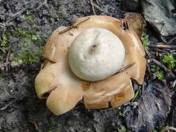 Image of Red-brown Earthstar