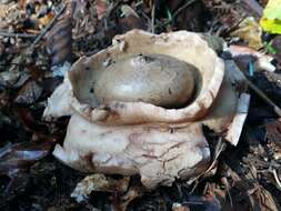 Image of Collared Earthstar