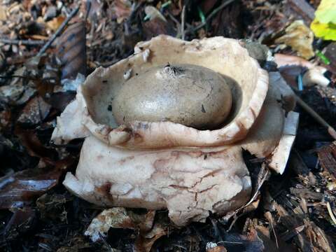 Image of Collared Earthstar