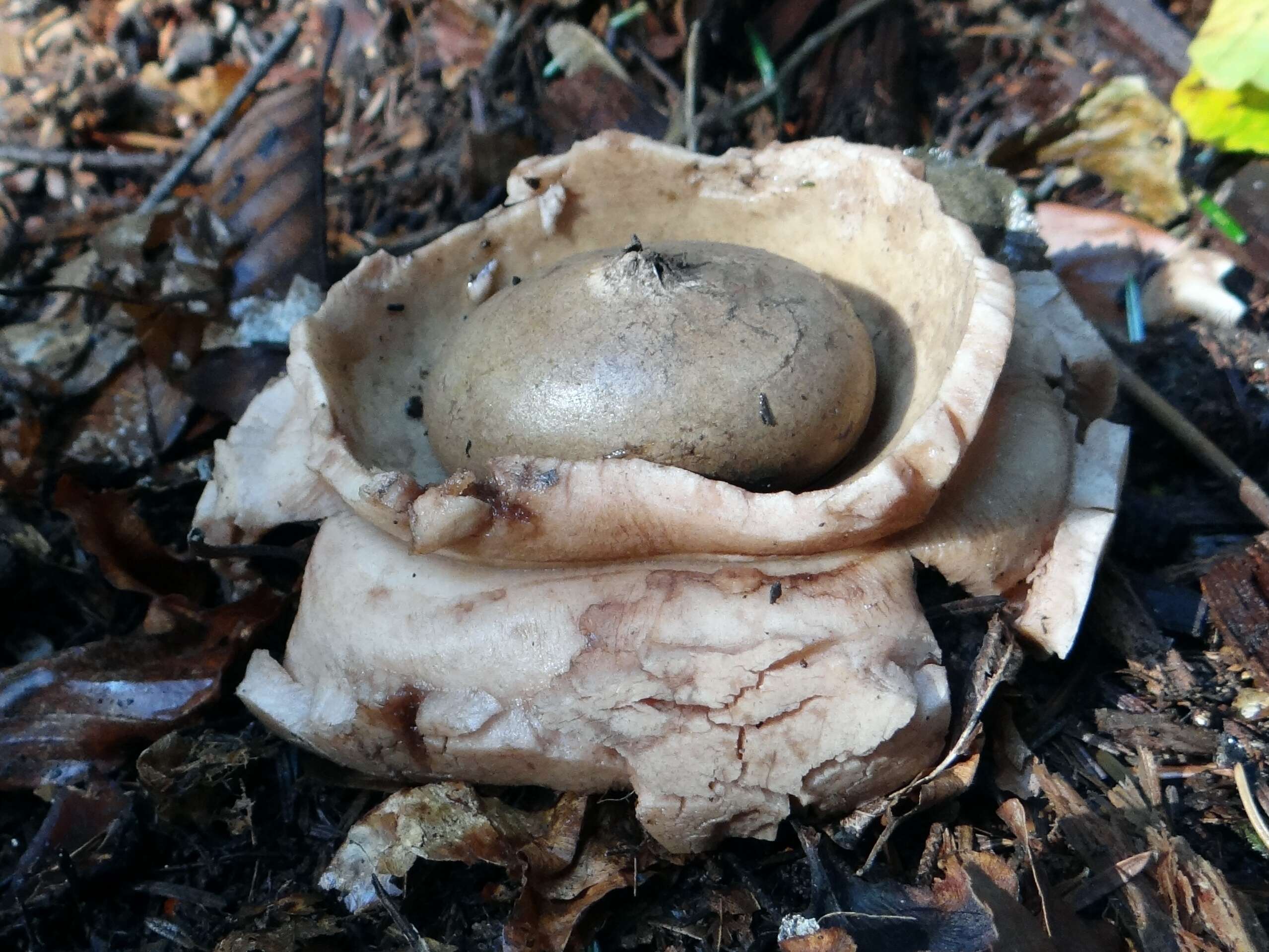 Plancia ëd Geastrum triplex Jungh. 1840