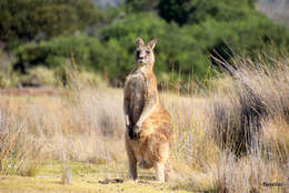 Image of Tasmanian forester kangaroo