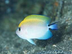 Image of Black-spot Angelfish