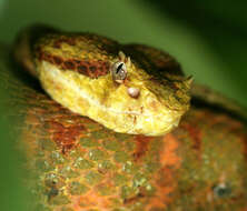 Image of Eyelash Viper