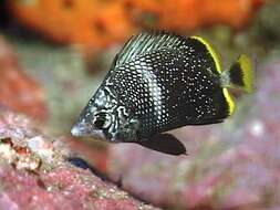 Image of Wrought Iron Butterflyfish