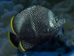 Image of Wrought Iron Butterflyfish