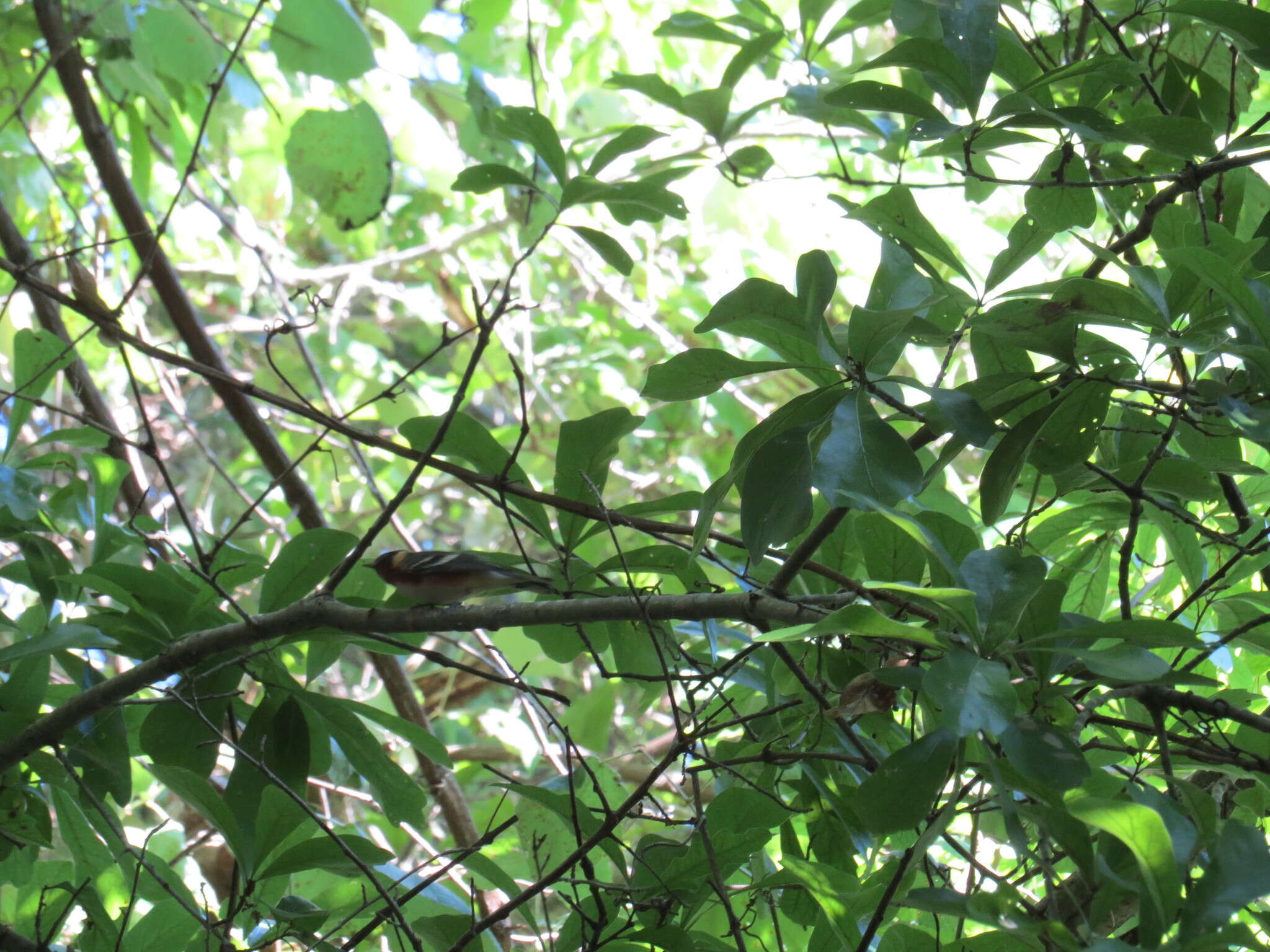 Image of Bay-breasted Warbler