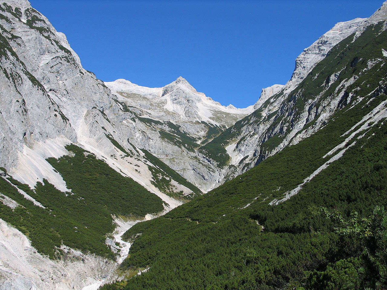 Image of Mountain Pine