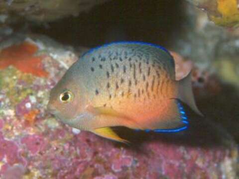 Image of Rusty Angelfish