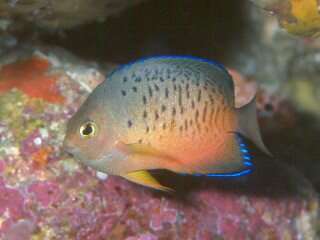 Image of Rusty Angelfish