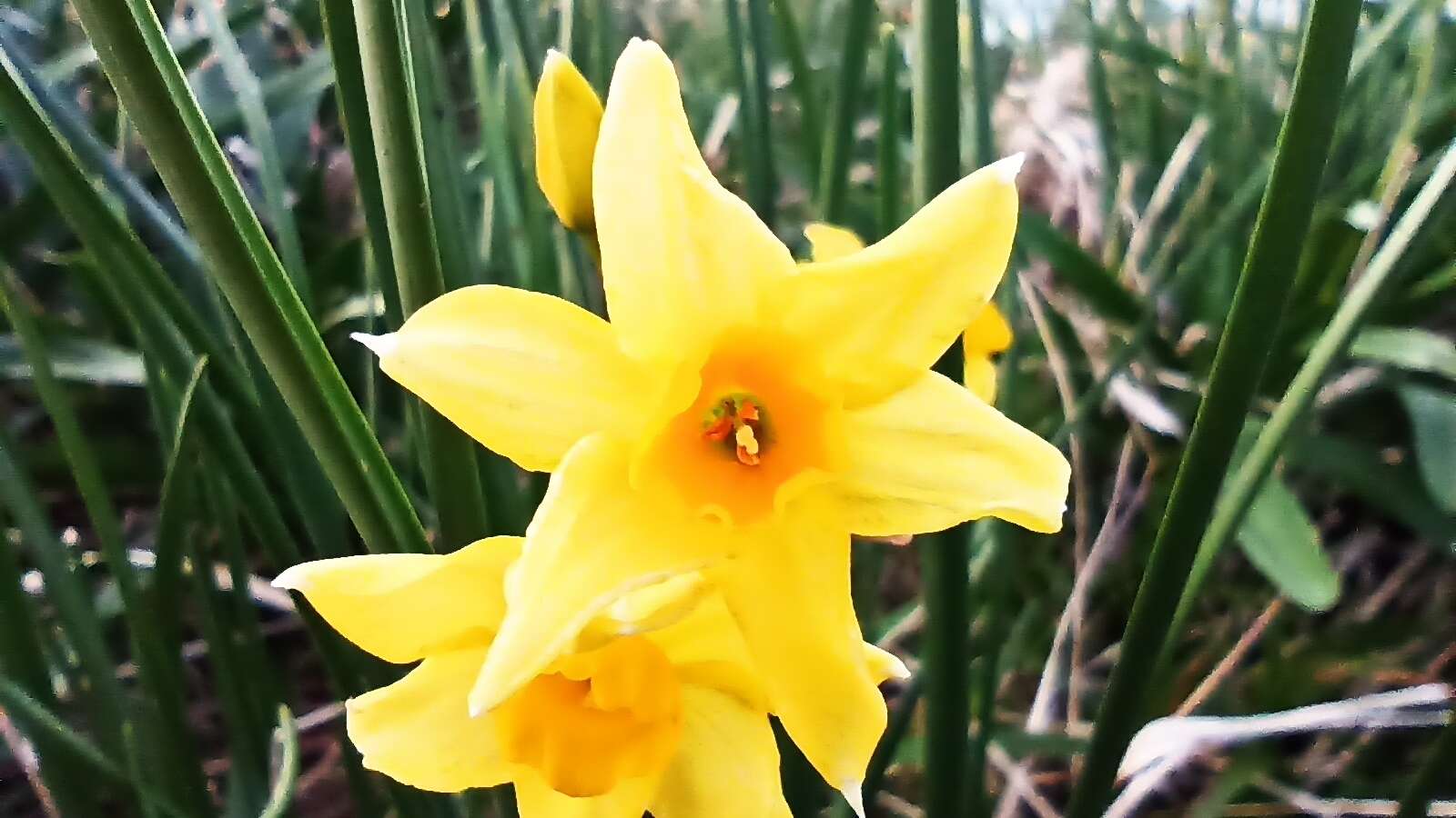 Image of jonquil