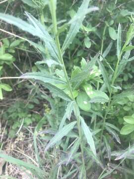 Image de Erysimum odoratum Ehrh.