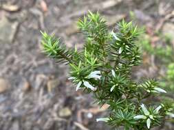 Image of Styphelia sieberi