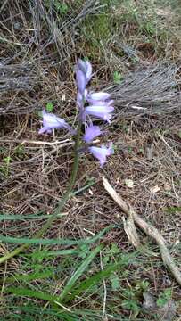 Image of Hispanic hyacinthoides